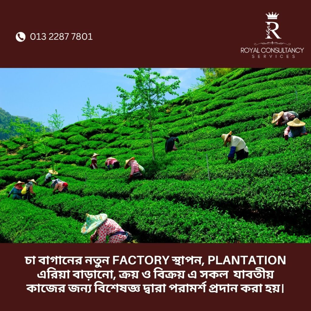 Tea plantation